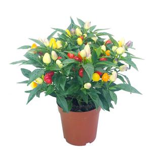 可食用彩椒盆栽带果辣椒苗带花五彩椒朝天椒室外阳台四季开花结果