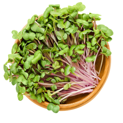 中国红萝卜种子红萝卜芽苗菜