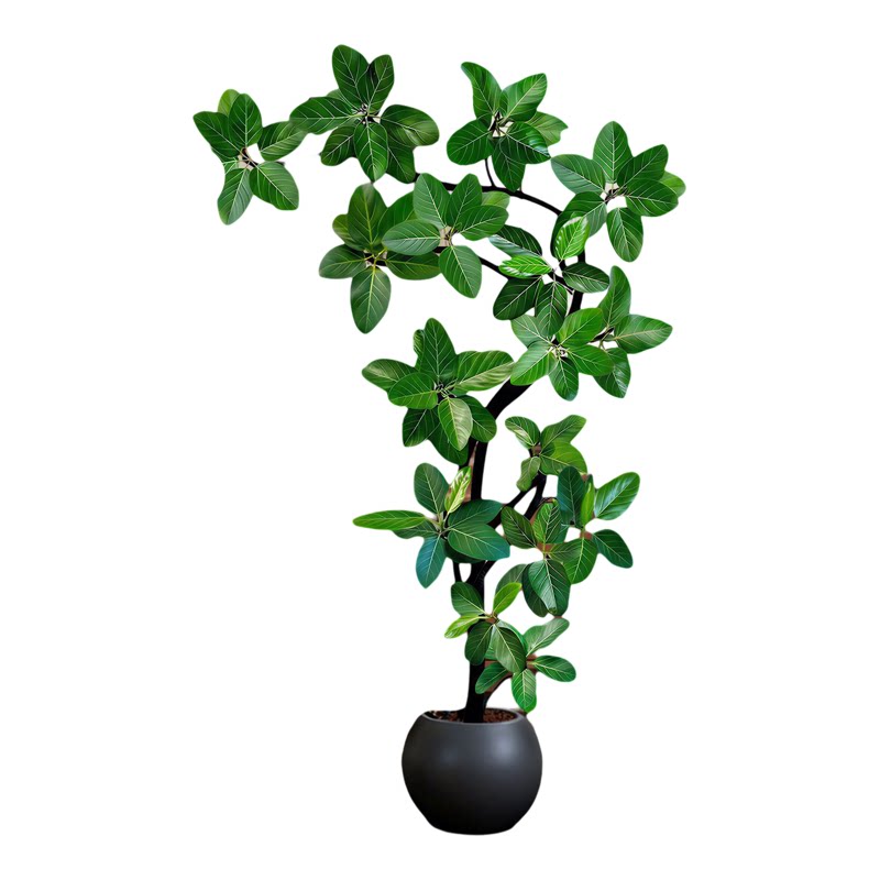 孟加拉榕树黄金榕大型植物客厅室内绿植盆栽好养耐阴养不活包赔