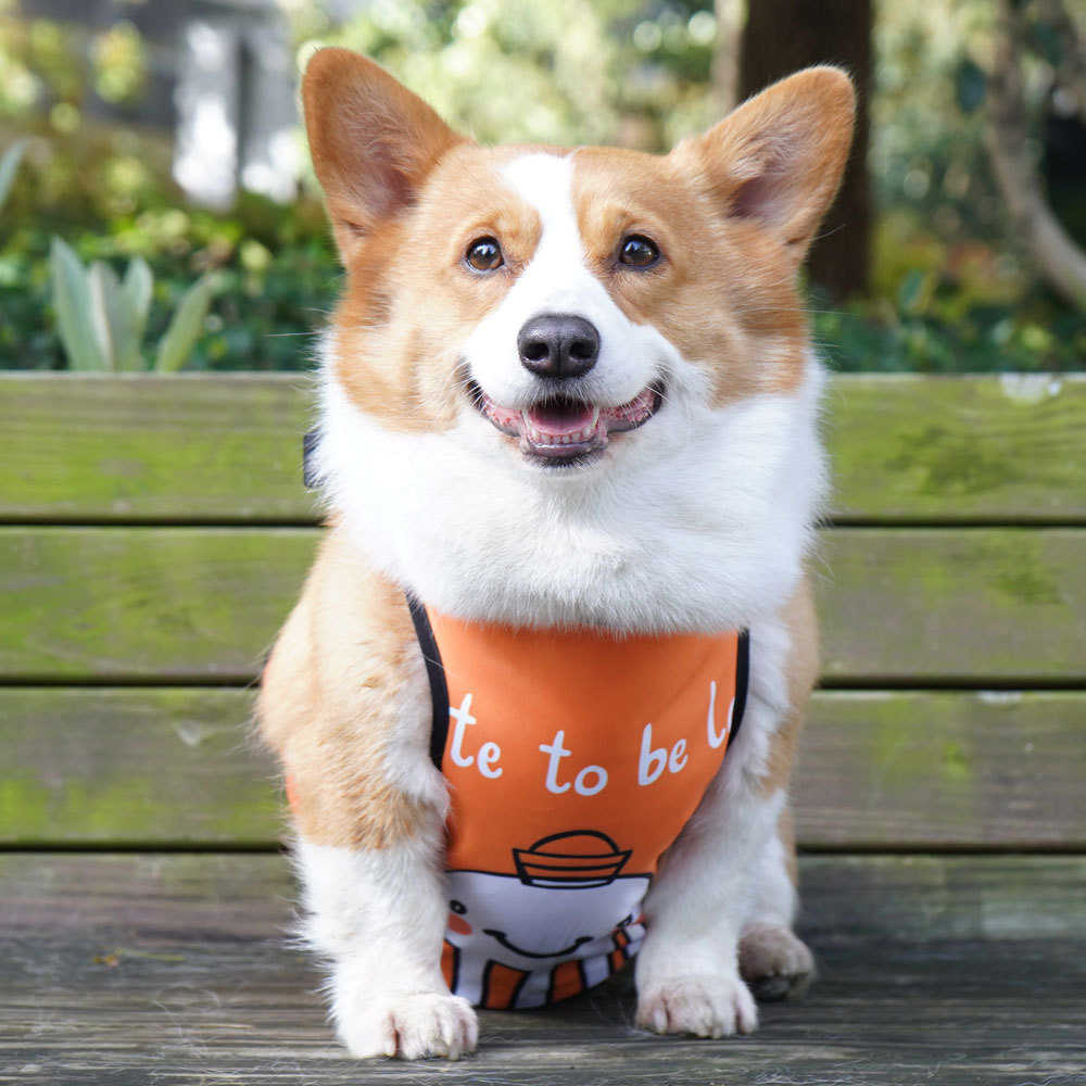 狗狗肚兜柯基犬防水宠物雨衣公母狗护肚衣服小中大型犬防脏防着凉