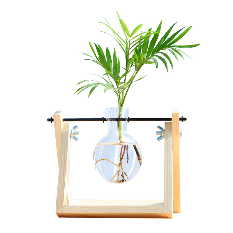 护眼水培植物玻璃瓶水养桌面摆件水培绿植