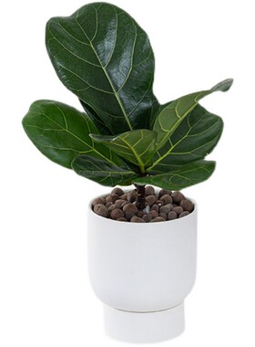 琴叶榕盆栽植物大叶植物花卉室内