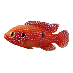 红宝石鱼血钻鱼热带鱼球型三湖慈鲷马鲷科鱼观赏鱼包邮包活