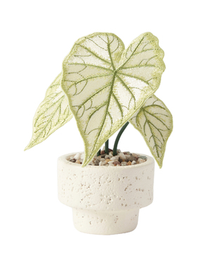 刺绣热植白色恋人彩叶芋盆栽摆件