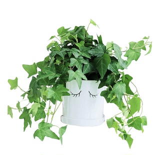 室内办公室盆栽常春藤盆栽绿植垂吊吊兰植物吸甲醛四季常青