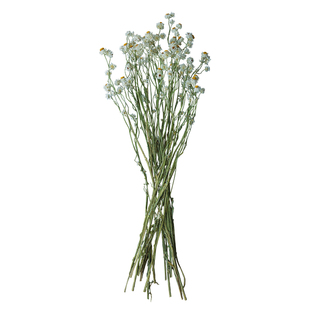 自然植物干花清新白色小雏菊家居装饰野餐花束搭配软装摆设银苞菊