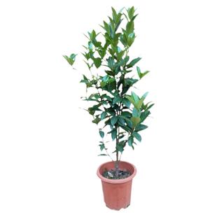 巴西甜樱桃树苗果树苗结果树巴西车厘子带土带叶东莞15年淘宝老店