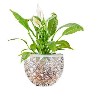 白掌花盆绿萝水培器皿玻璃透明水养植物容器吊兰铜钱草多肉圆形瓶