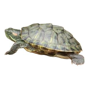 巴西龟活物红耳龟小乌龟情侣龟乌龟宠活体龟家养活体观赏龟