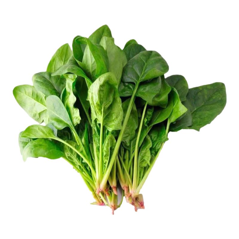 四季菠菜种子蔬菜耐寒种子阳台种子红跟菠菜盆栽大小叶 菠菜种子