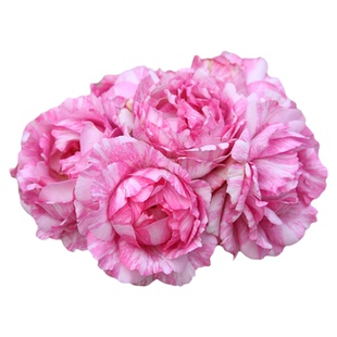 【伊芙飞溅】天狼月季条纹大花浓香多季庭院花园玫瑰花卉盆栽苗