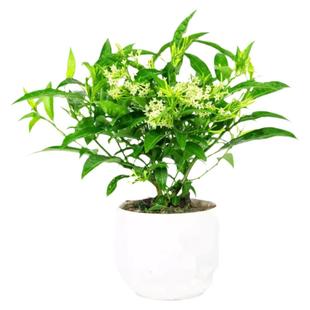 夜来香花苗盆栽阳台庭院夏季驱蚊香草树苗夜来香植物花卉当年开花