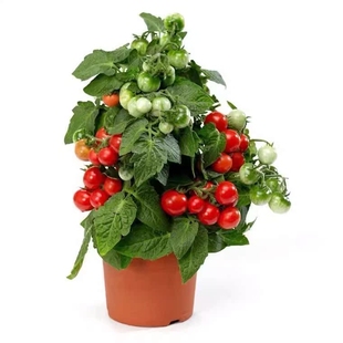 红矮生盆栽小番茄苗秧黄樱桃圣女果苗水果西红柿苗春秋四季阳台种