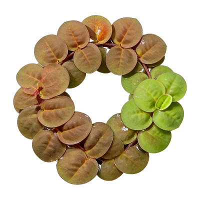 浮萍红毛丹绿植水草鱼缸净水增氧