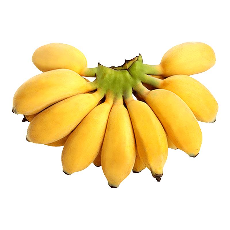 广西正宗新鲜小米蕉现摘香蕉芭蕉应当季水果自然熟整箱粉蕉甜糯