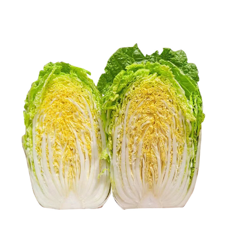 黄心白菜苗秧四季种植黄心脆嫩白菜种子阳台小院大田种植耐寒蔬菜