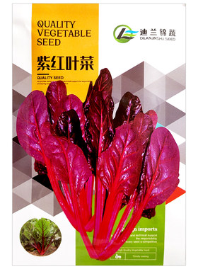 红叶甜菜劈菜多次采收红梗菜种子