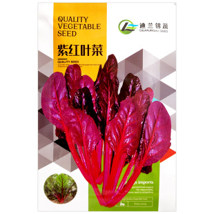红叶甜菜种子劈菜蔬菜种子红叶牛皮菜甜菜根红梗甜菜种子叶用甜菜