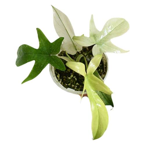 佛罗里达美人锦幽灵飞机蔓绿绒进口室内观叶绿植盆栽植迷者