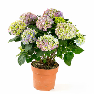 大花绣球新老枝开花广东广西春化两季无尽夏万华镜大海蓝童话新娘