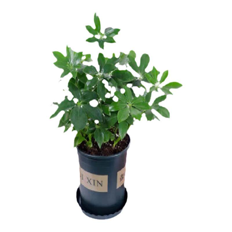 绿植盆栽【鸭脚木】客厅中大型
