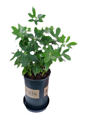 绿植盆栽【鸭脚木】客厅中大型