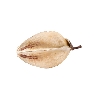 莉莉壳花心进口天然植物果壳果核手工diy插花干果植物标本相框