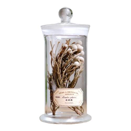 现代创意复古植物标本中药中草药材科普样板书房陈列饰品玻璃瓶