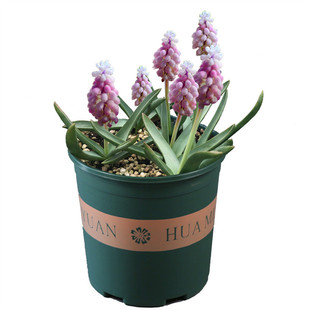 10颗进口葡萄风信子种球土养水培盆栽四季阳台花卉百合种子多年生