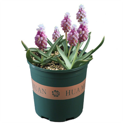 10年老店10颗葡萄风信子进口种球