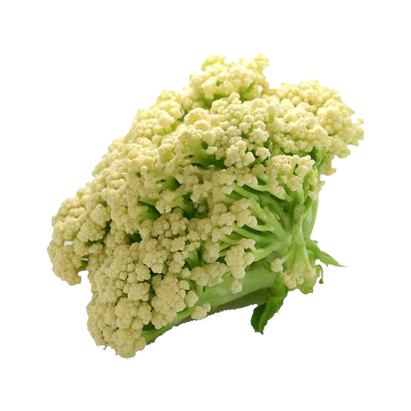 青梗四季台湾松花菜种子