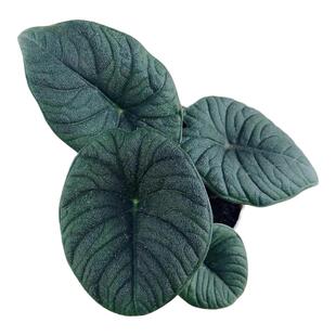 哈密瓜海芋alocasia melo萨利安室内窗台阳台观叶热带植物盆栽