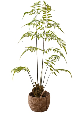 仿真金毛狗蕨类金丝猴蕨仿生植物