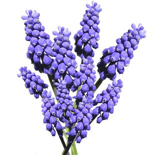 葡萄风信子种球根进口多年生黑眼睛花葡风日出迷你花卉虹越预卖