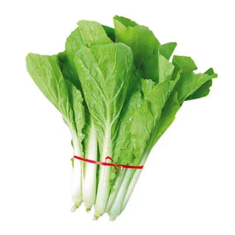 奶油小白菜种子速生快菜早熟小青菜种籽四季阳台盆栽耐热蔬菜种子