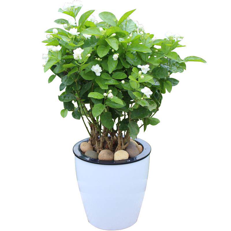 重瓣茉莉花苗室内外绿植阳台花卉茉莉花盆栽老桩庭院窗台观花植物