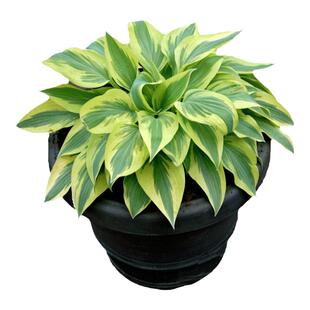 海蒂的花园旗舰店玉簪多年生盆栽地栽阳台庭院观叶植物花卉