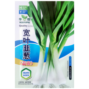 宽叶韭葱种子青蒜洋蒜苗种籽春秋耐热耐寒农家菜园阳台盆栽蔬菜孑