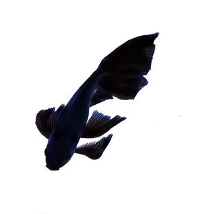 黑彗星黑草金活体观赏鱼黑锦鲤鱼蝴蝶配鱼活体冷水鱼好养包活