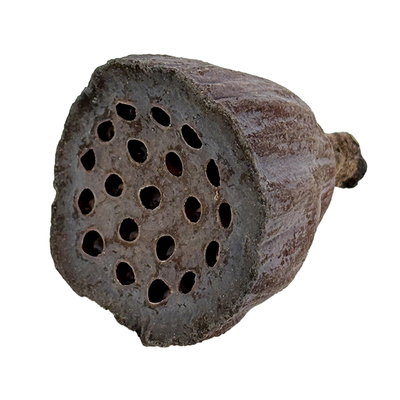 莲蓬干花头天然永生花装饰品