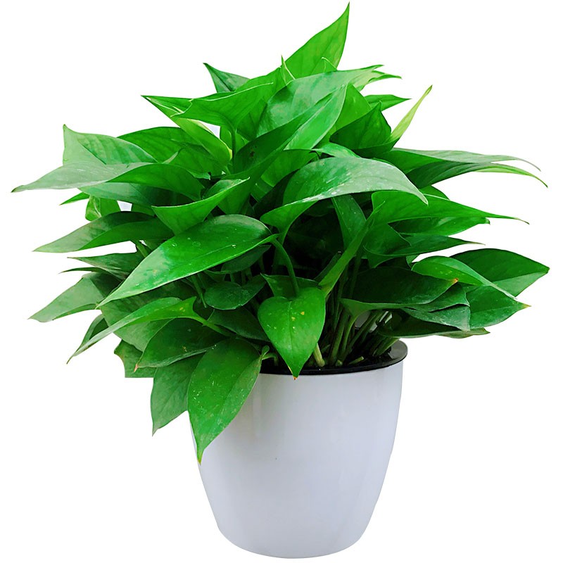 挂墙绿萝盆栽室内壁挂绿箩水培植物花卉好养客厅挂墙上花盆