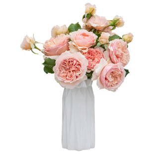 天狼月季庭院1.2升盆阳台植物观赏性易养护盆栽玫瑰花苗新手灌木