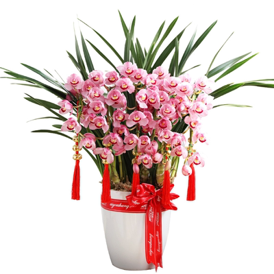 大花蕙兰带花苞兰花苗春节