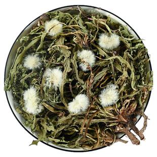 寻百草优质整株蒲公英中药材蒲公英茶野生婆婆丁新鲜蒲公英根