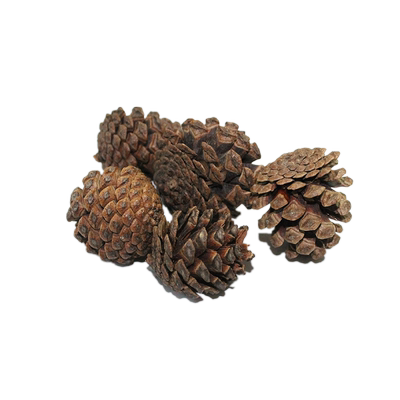 Reptile Structure无菌烤干造景松果雨林装饰爬虫箱龟缸森林地表