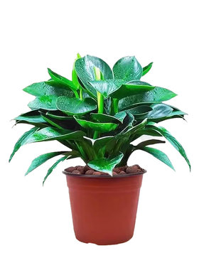 好养易活的桌面绿植花卉