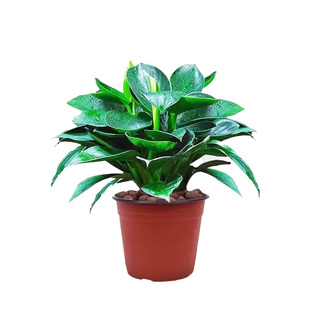 大叶金钻绿公主盆栽带花苞绿萝水培植物室内花卉桌面绿植四季好养