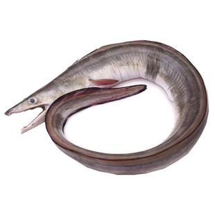 舟山海鲜东海水产鲜活捕捞冷冻特大新鲜海鳗鱼整条 鲜冻发货