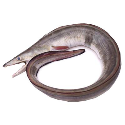 舟山海鲜捕捞新鲜海鳗鱼码头直发