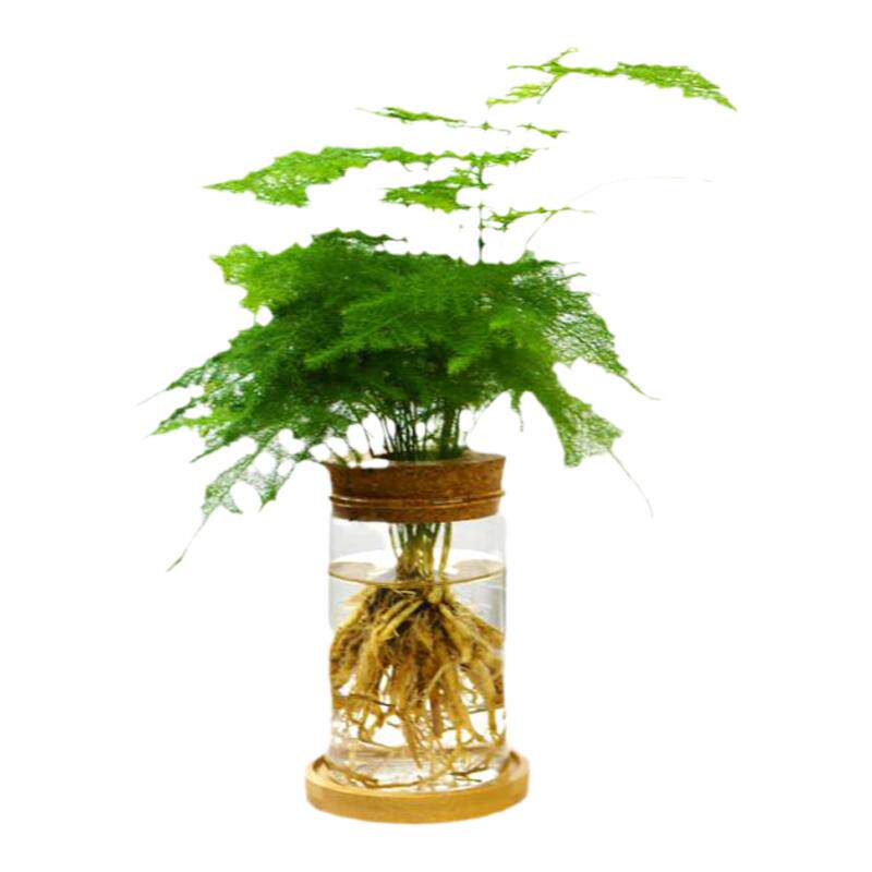 水培文竹水培植物好养绿植小盆栽